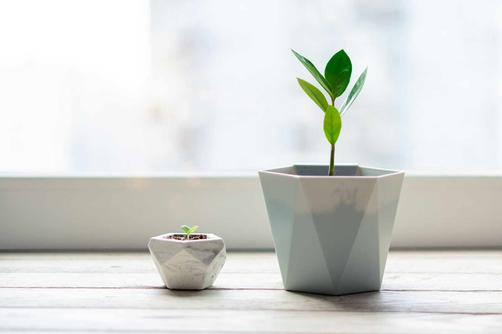 A scale shot of sprouts of a large and small Zamioculcas home plant in pot stands on a windowsill at home